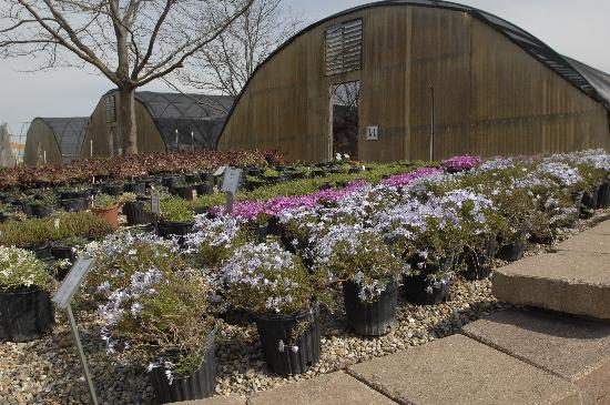 Dozens of Plants & Shrubs to choose from!  