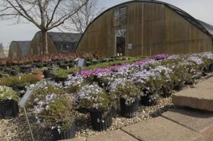Dozens of Plants & Shrubs to choose from!