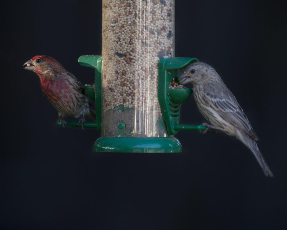 For The Birds Finding Feeders For Our Feathered Friends
