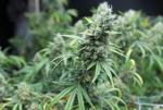 20220101-AMX-US-NEWS-BOOM-TIME-FOR-MARIJUANA-SALES-2-TB.jpg