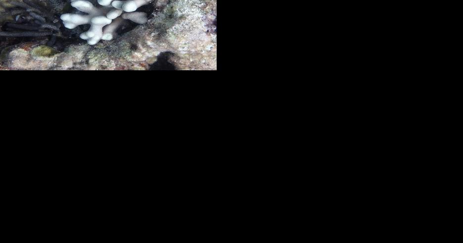 Florida Keys coral reefs are already bleaching as water temperatures hit record highs scientists say