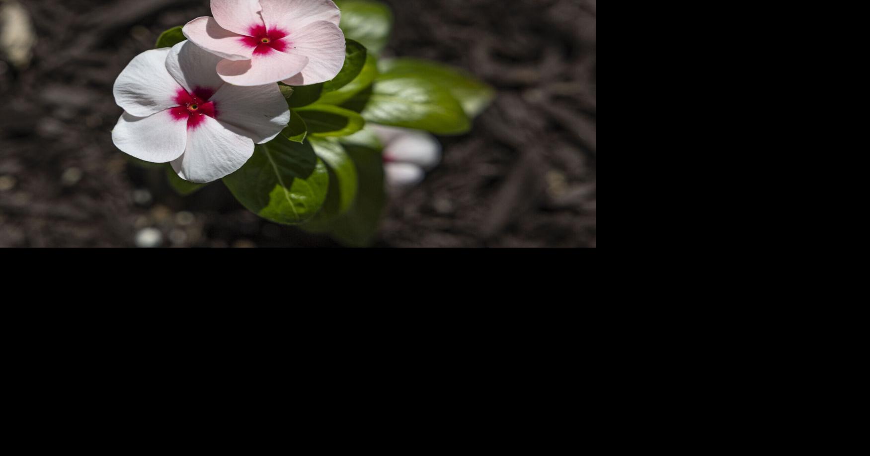 Glorious Garden Festival features art show, fair at Davis Mansion; garden walk