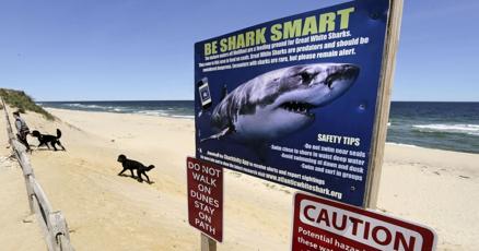 Recent shark attacks are worrying beachgoers But experts say theyre very rare Recent shark attacks are worrying beachgoers But experts say theyre very rare