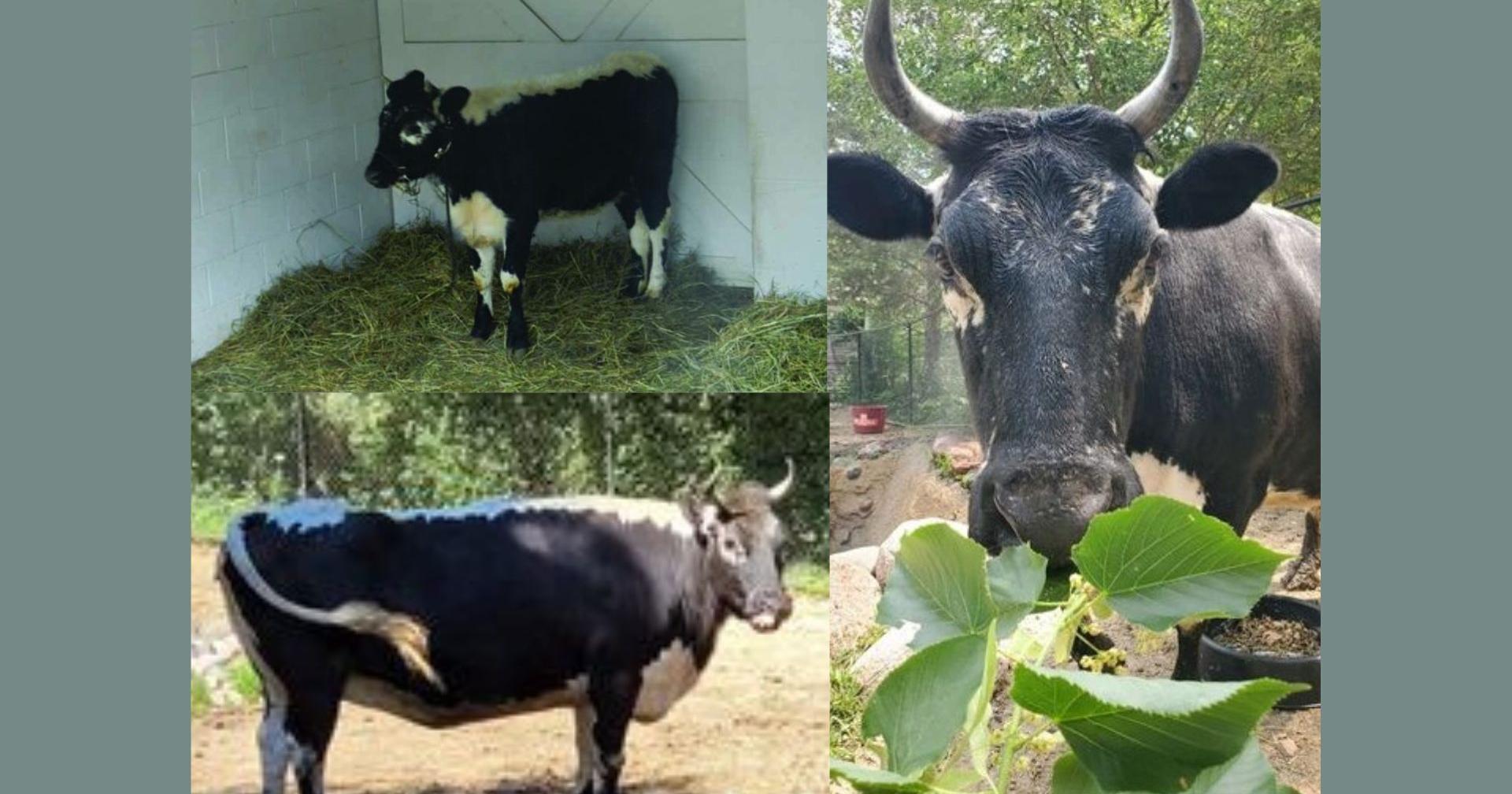 Miller Park Zoo mourns Randall Lineback cow - Vimarsana News