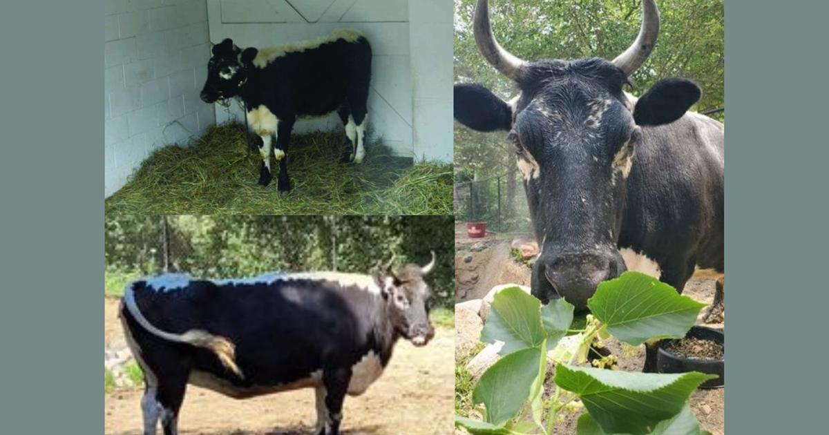 Miller Park Zoo mourns Randall Lineback cow