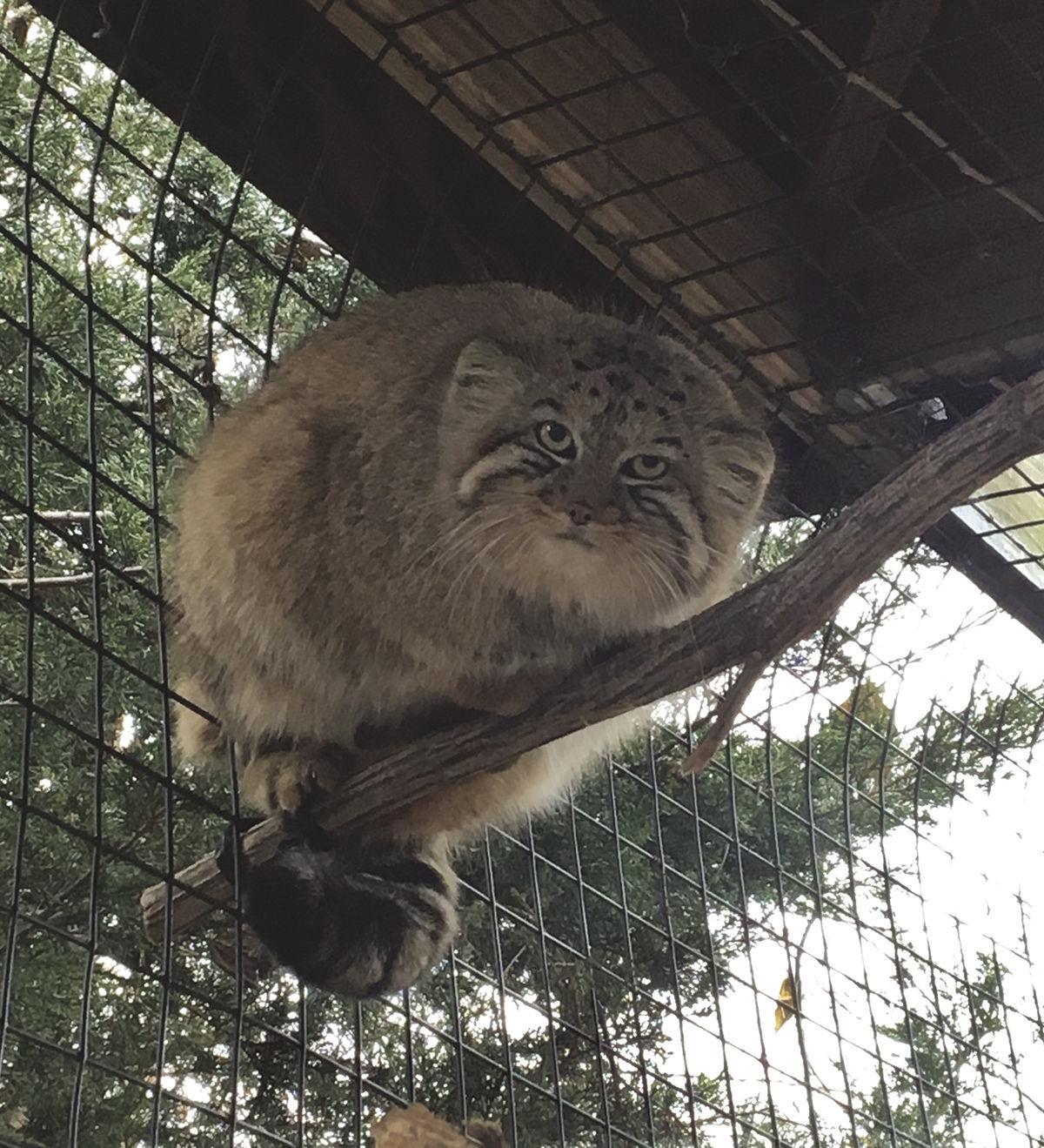 Cat S Meow Miller Park Zoo Welcomes Litter Of New Residents