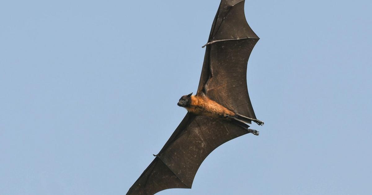 Bat Fraph Bat tests positive for rabies in Tazewell County