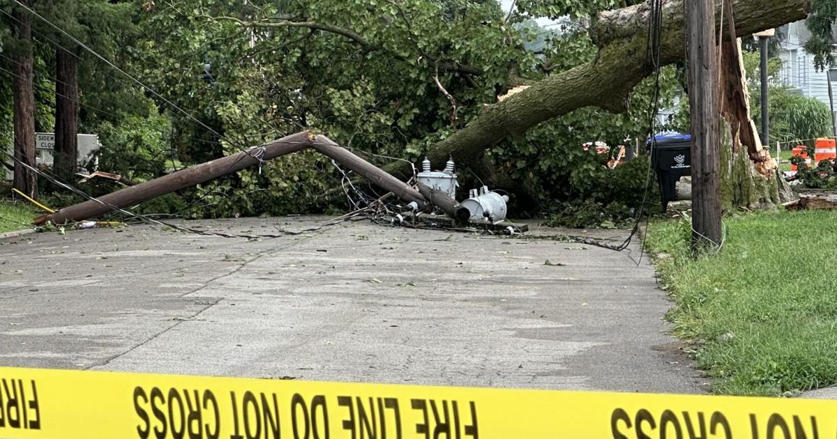 Oak Street tree