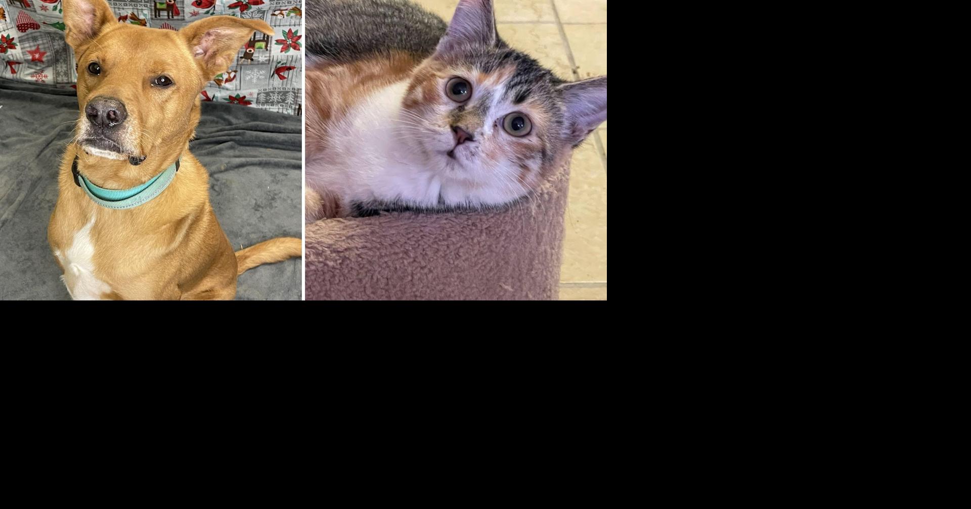 Meet the A.R.K. Pets of the Week from Lacon Illinois - The Pantagraph