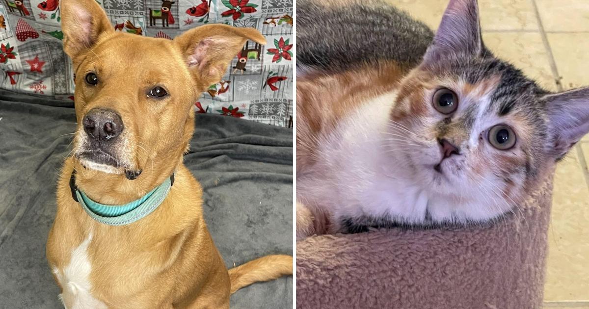Meet the A.R.K. Pets of the Week from Lacon Illinois - The Pantagraph
