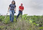 Watch now: Pennycress evolution could be game-changer for agriculture, climate