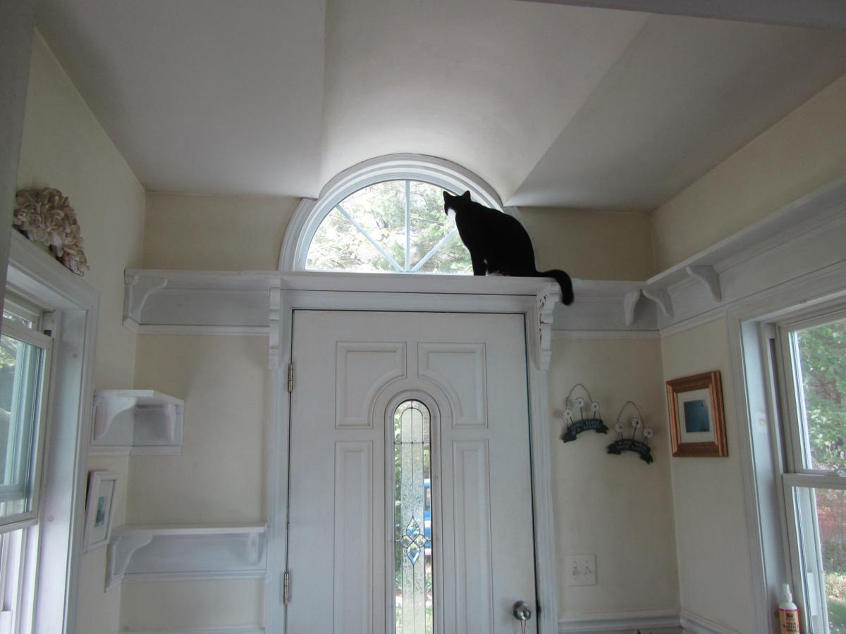 Catify To Satisfy Home Enhancement Tips For Cat Owners