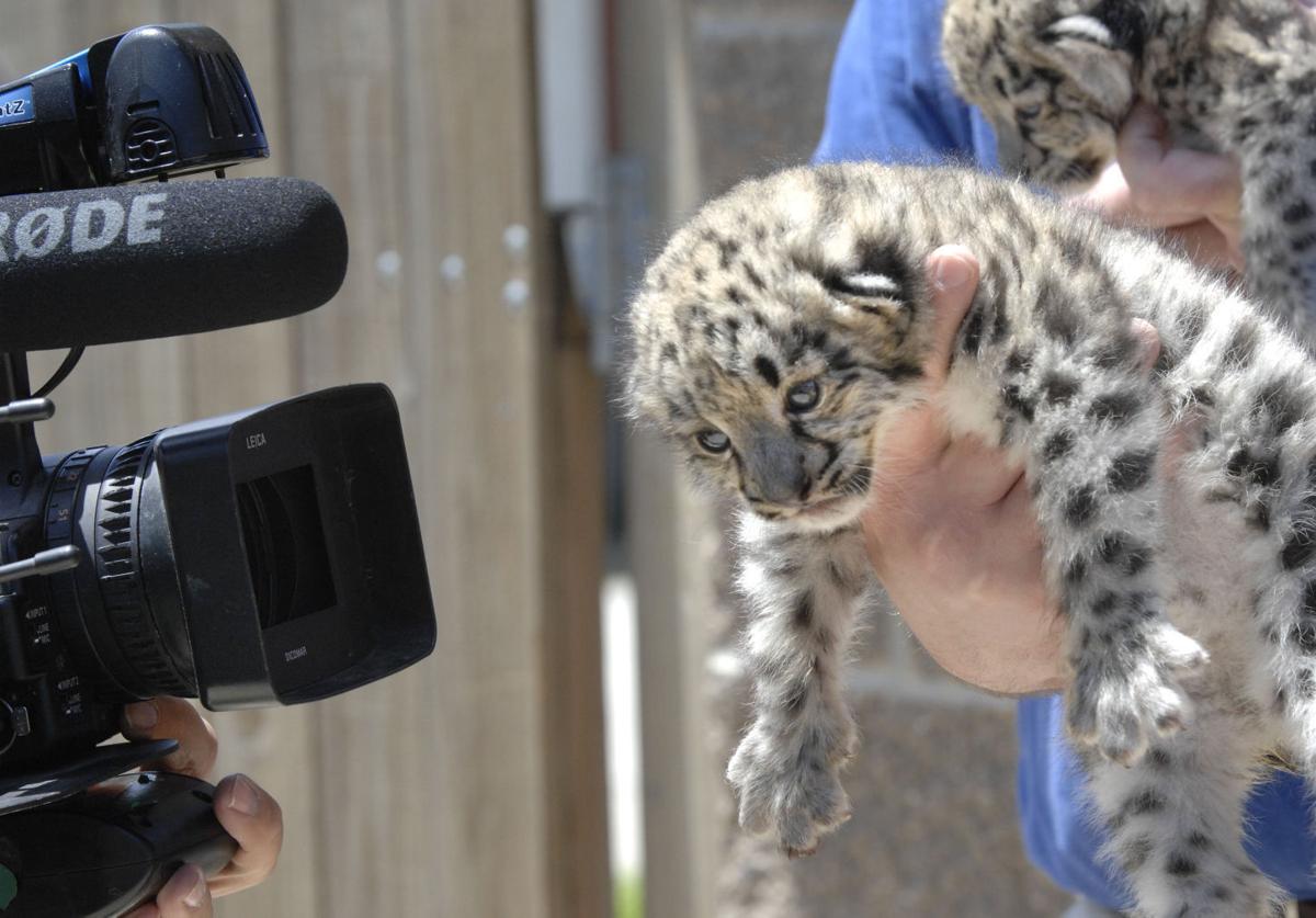 Photos Snow Leopards Born At Miller Park Zoo News