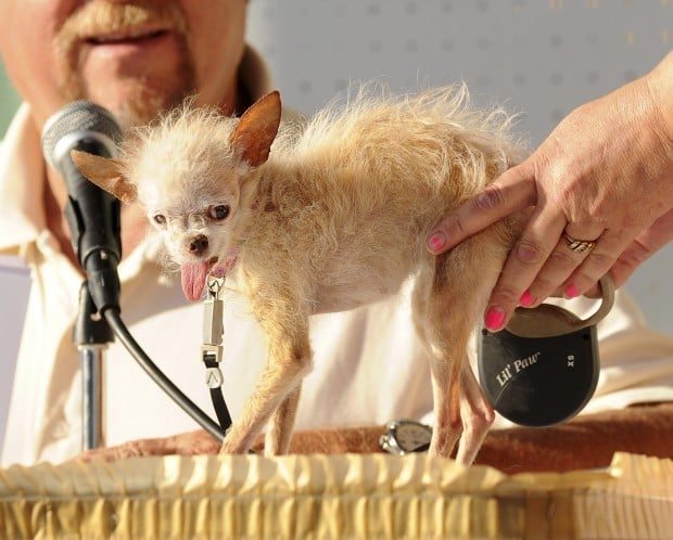 Weird chihuahua mixes discount
