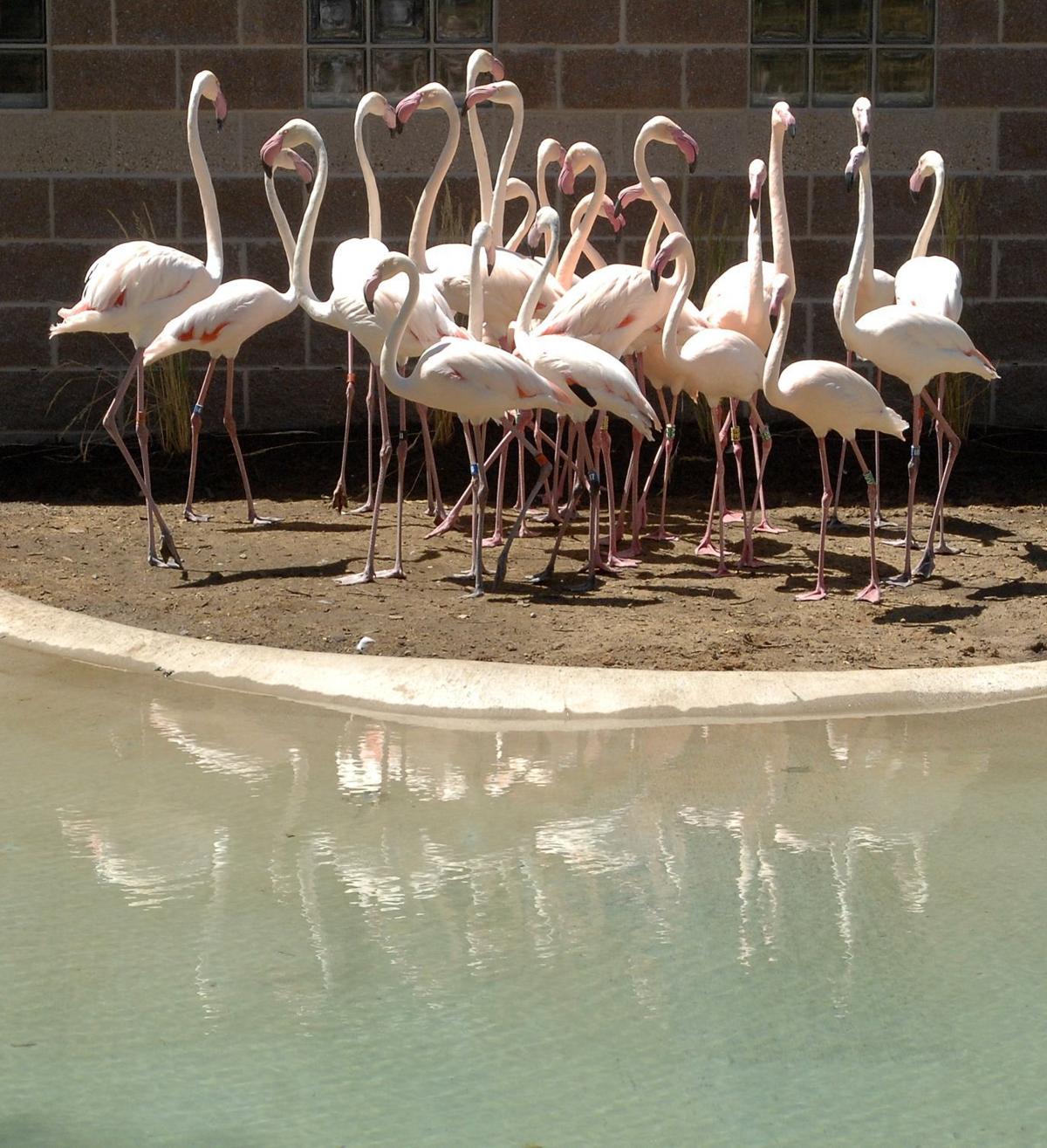 Zoo Expects Visitors To Flock To New Flamingo Exhibit Local News