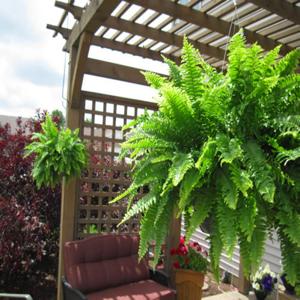 Bellas Landscaping