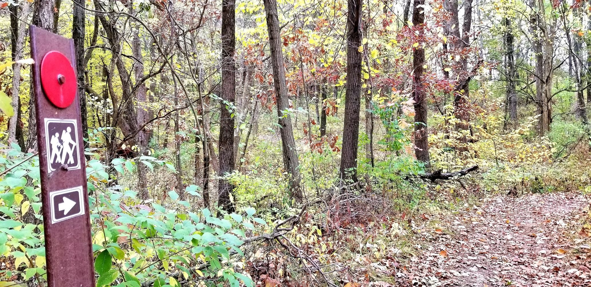 Shady hollow trail runners hotsell