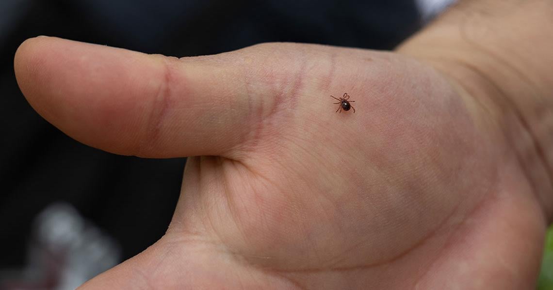 Alpha-gal syndrome poses threat to southern Illinoisans as tick population surges