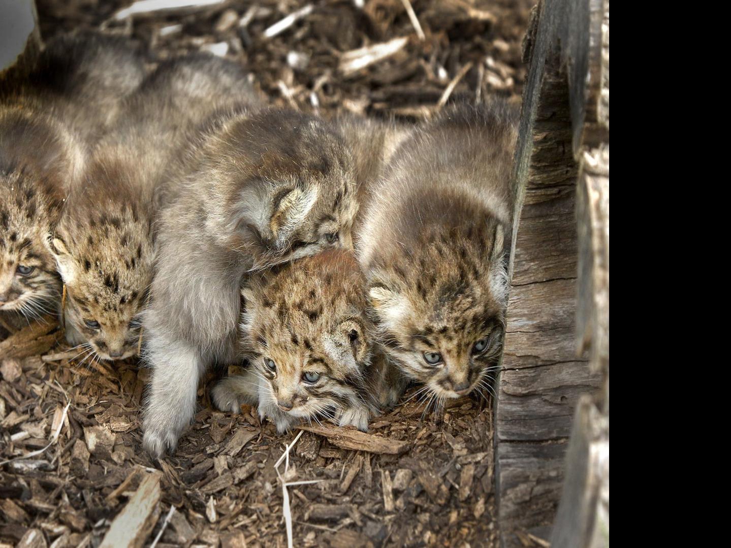Cat S Meow Miller Park Zoo Welcomes Litter Of New Residents