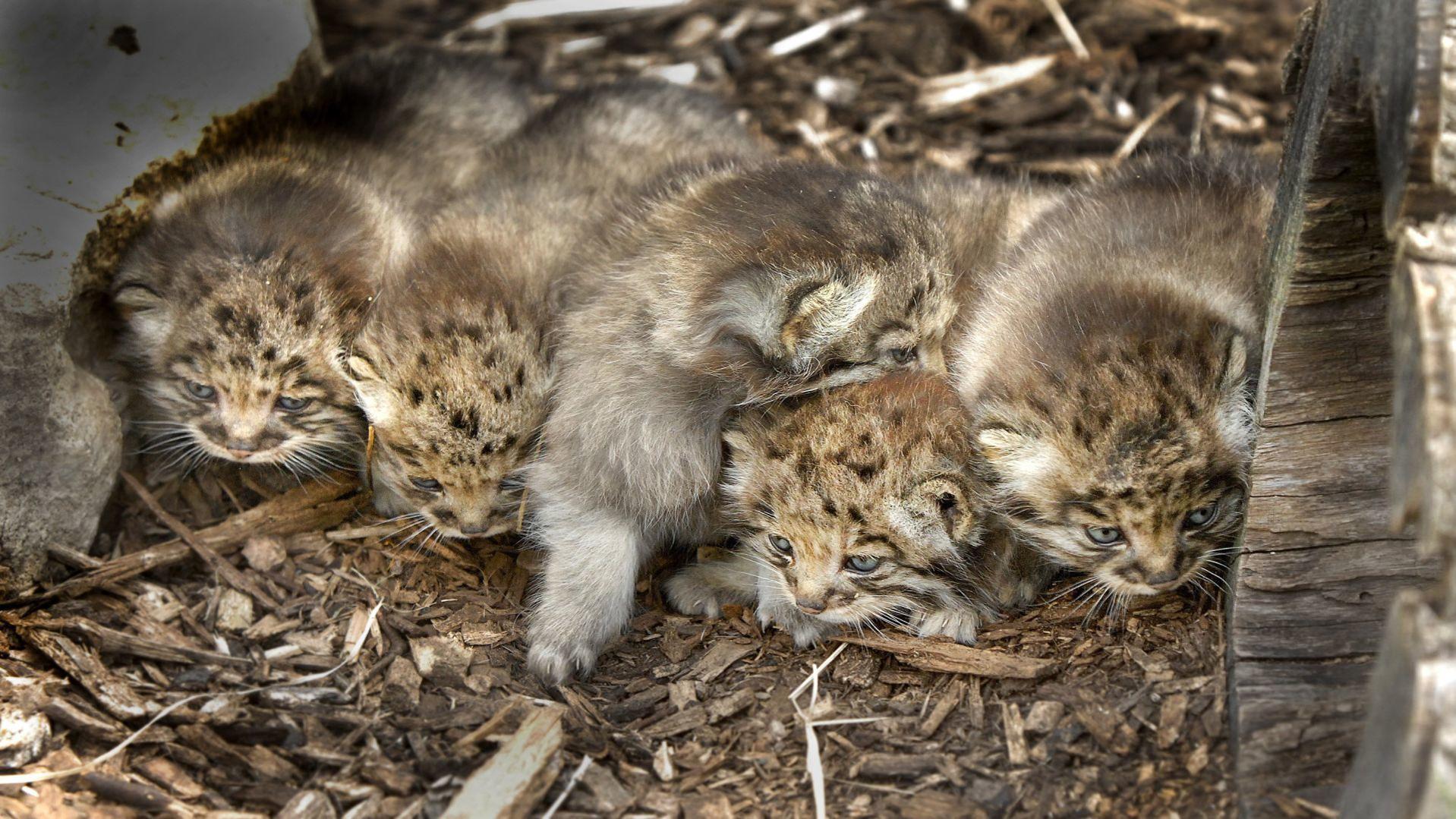 Cat S Meow Miller Park Zoo Welcomes Litter Of New Residents