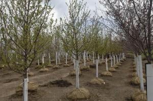 Springtime - Rows of Trees