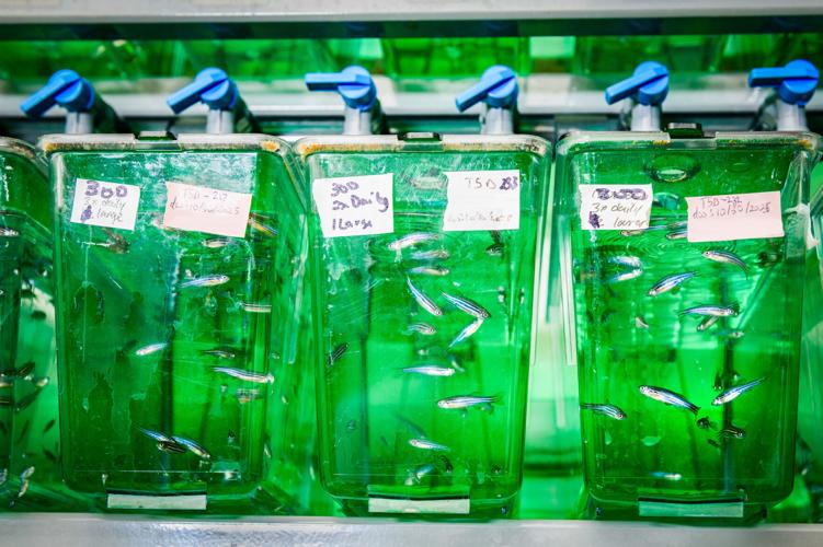 One simple trick makes zebrafish a better model for microbiome research