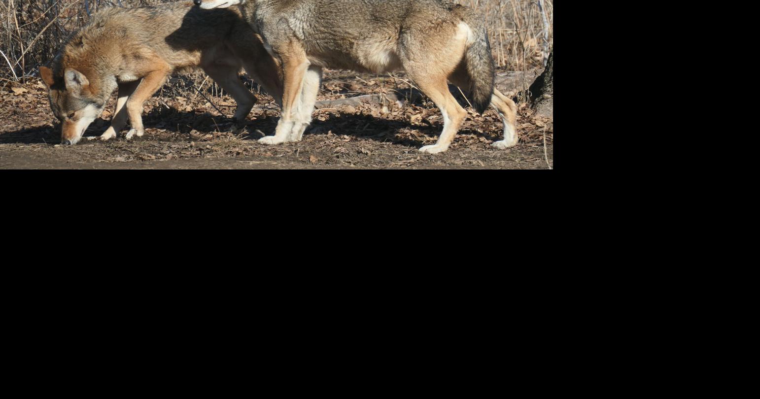 Miller Park Zoo introduces male American red wolf, Max