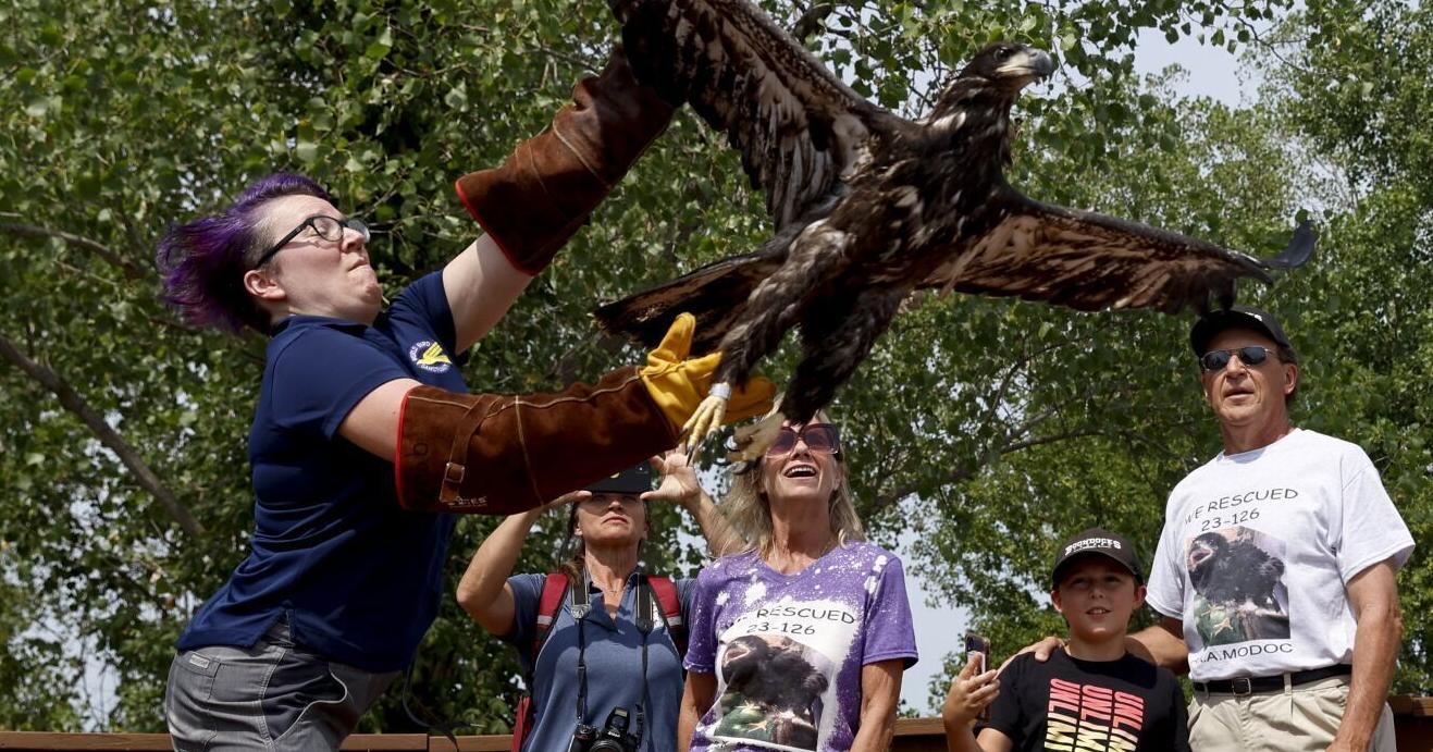 To cheers and applause, St. Louis social media sensation Rocky flies like an eagle - Vimarsana News