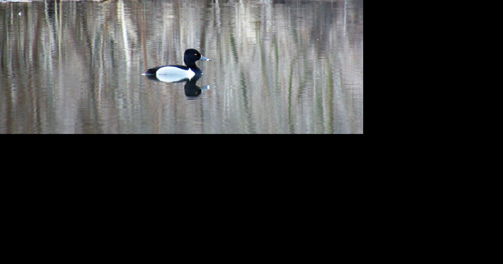 Southeast Bloomington provides spot for real snipe 'hunt'