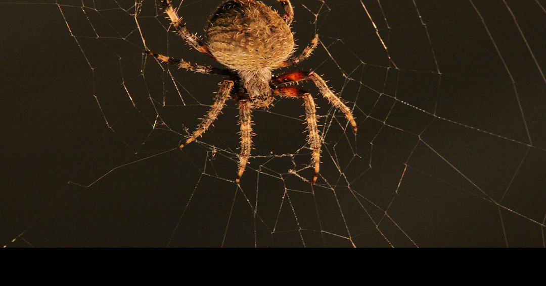 Hard sell, but spiders are plants' best friend