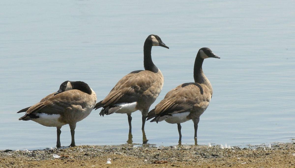 Goose nuisance Birds at home in Central Illinois — like it or not