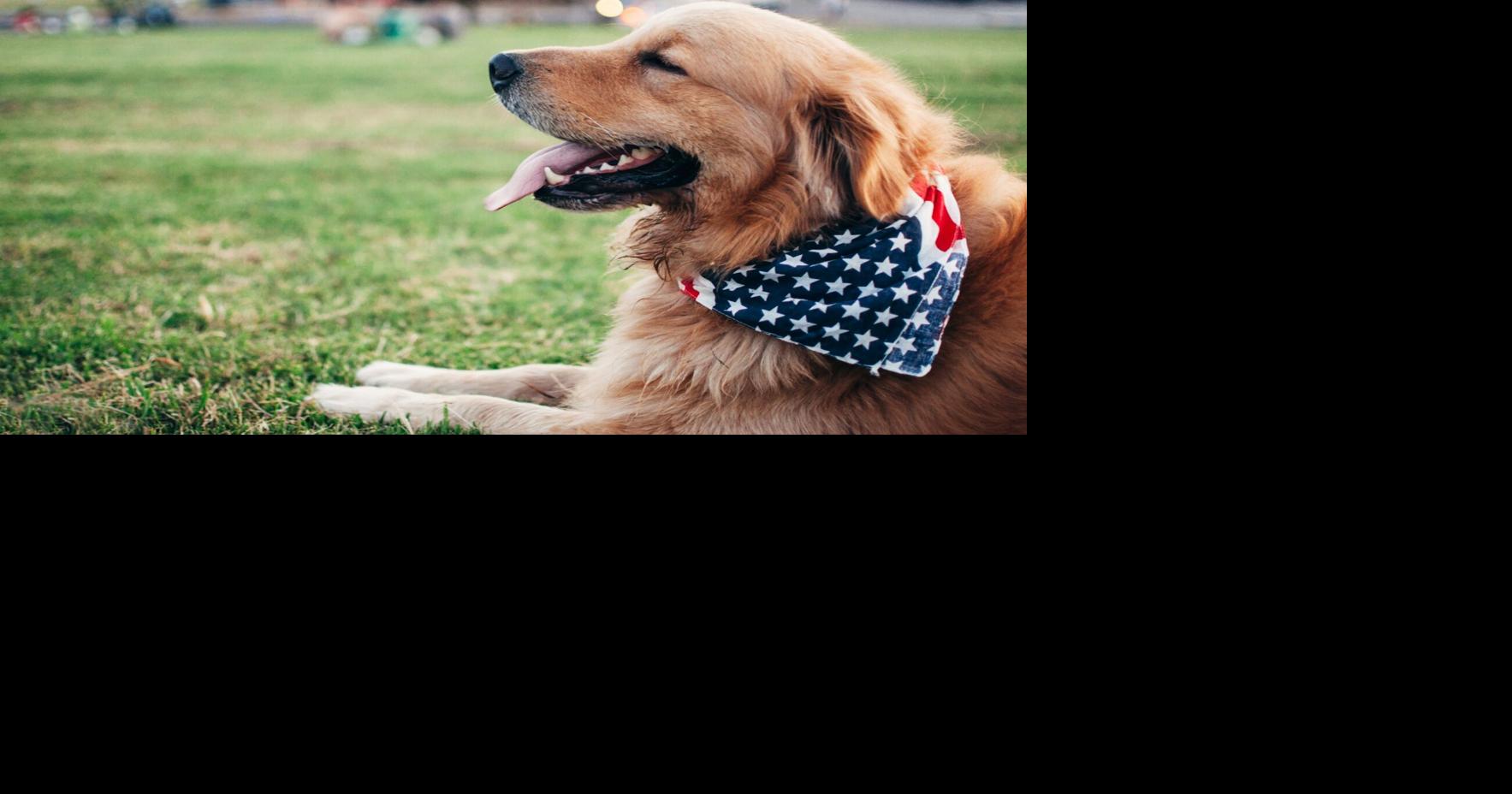 4 veterans matched with service dogs at Southern Illinois-based nonprofit