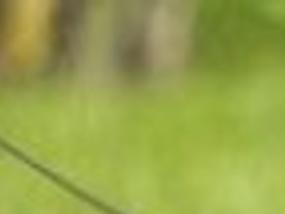 Peru Offers National Hairless Dog To Obama Family Strange News Pantagraph Com