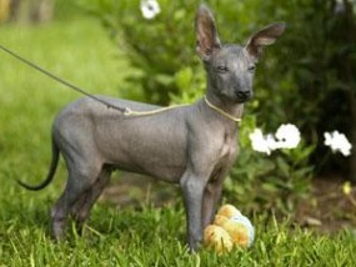 Peru Offers National Hairless Dog To Obama Family Strange News Pantagraph Com