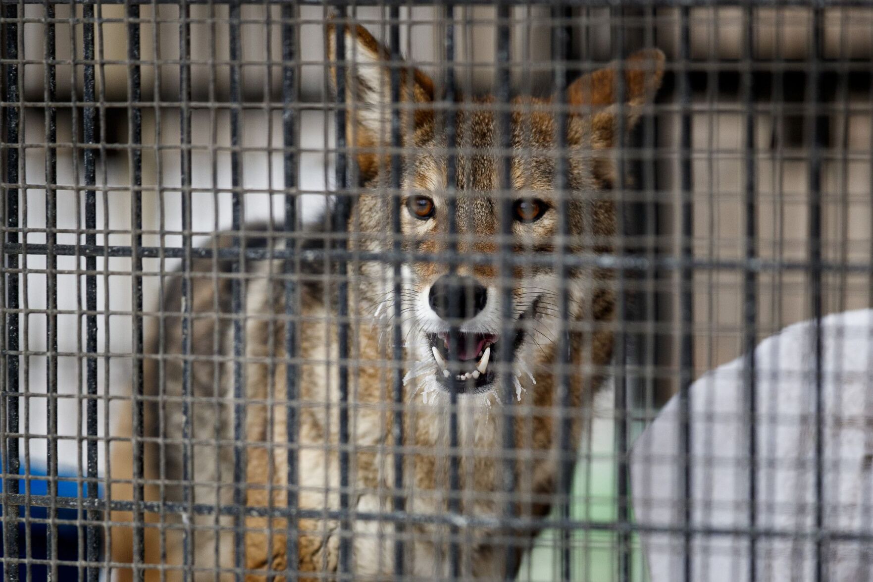 Comedian Ricky Gervais joins call to move coyote from Illinois forest preserve