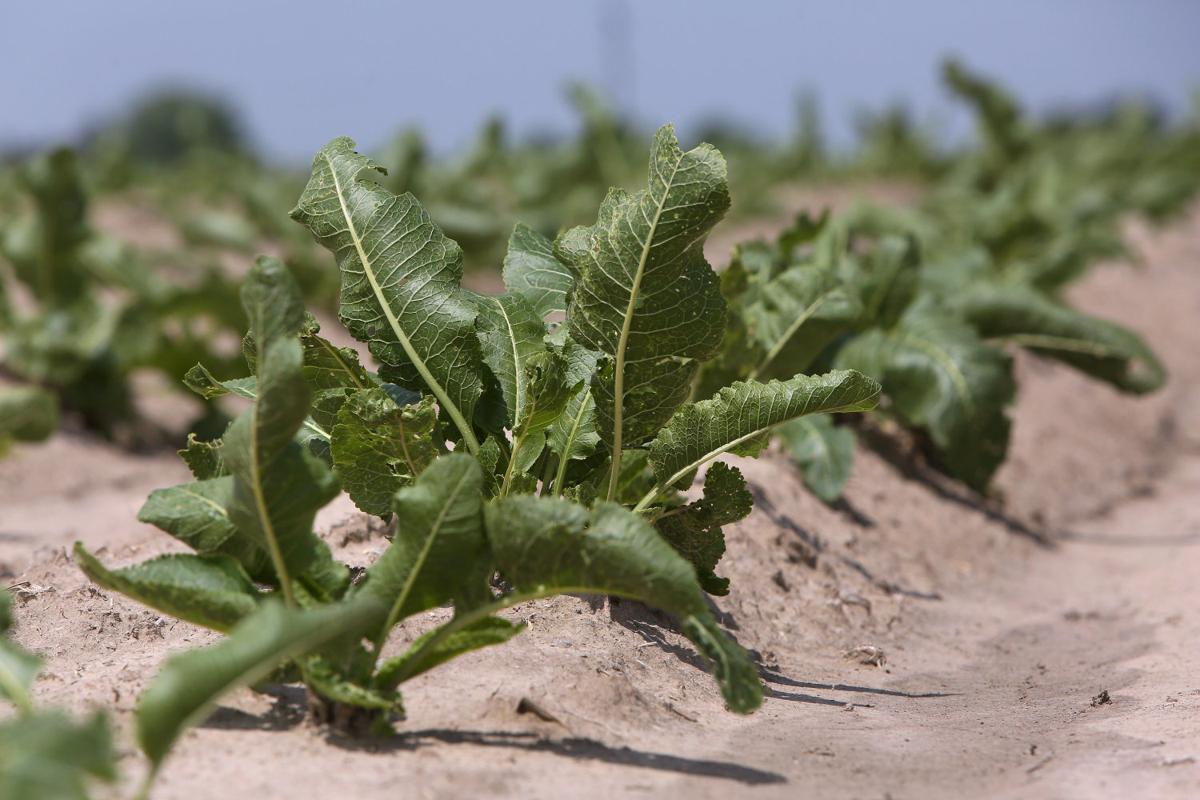 Horseradish A big root with a bold kick Lifestyles