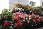 A colorful arrangement