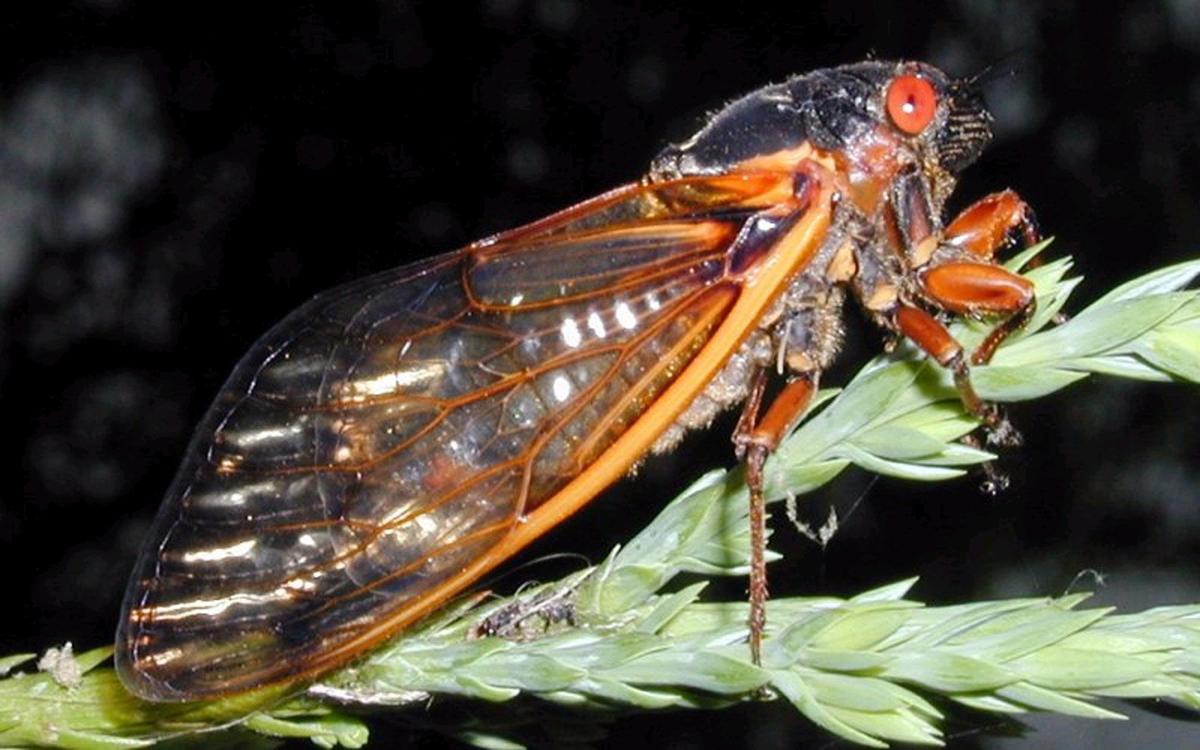 What's the buzz? Cicadas may emerge early in Central Illinois