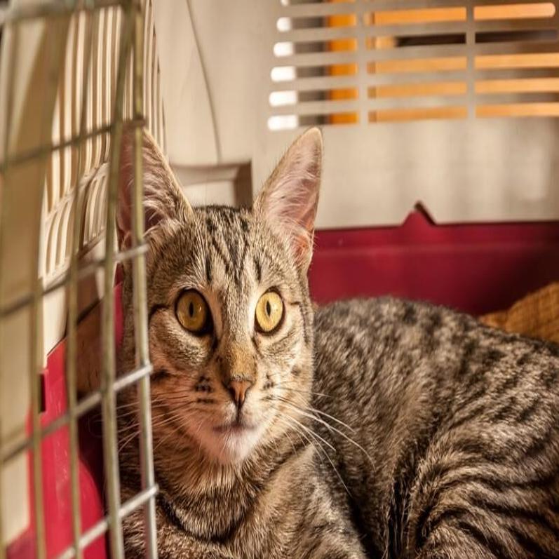 Have Cat Will Travel Top Tips For Hotel Stays With Fluffy Lifestyles Pantagraph Com