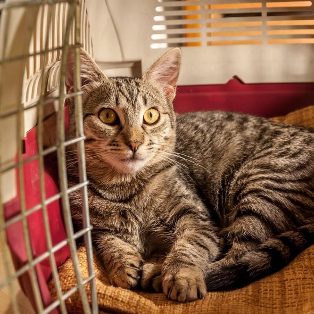 Have Cat Will Travel Top Tips For Hotel Stays With Fluffy Lifestyles Pantagraph Com