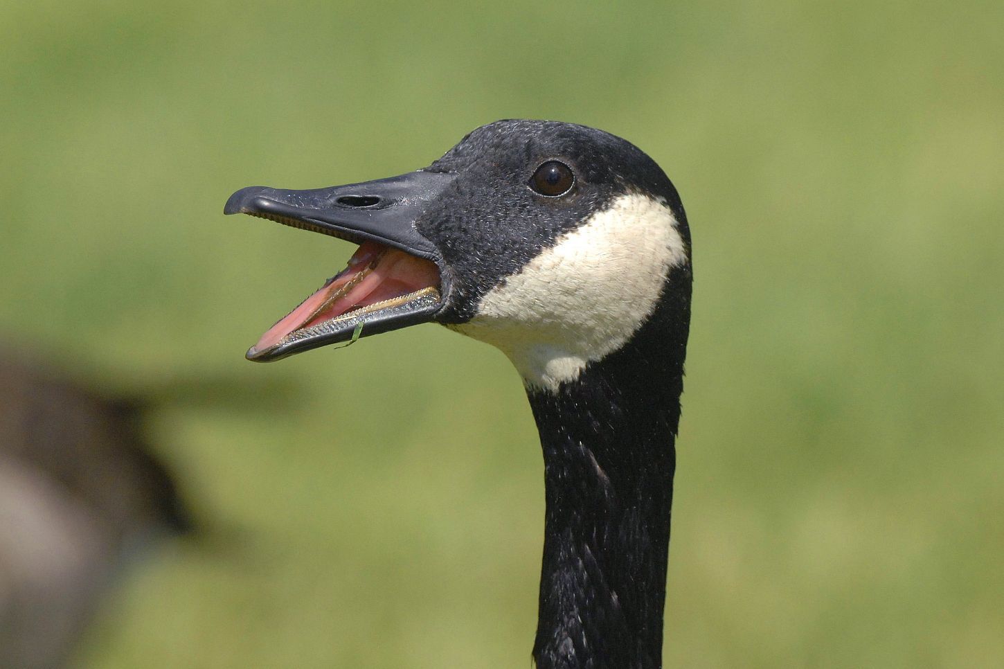Goose nuisance Birds at home in Central Illinois like it or not