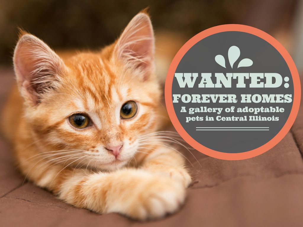 Wanted Forever homes a gallery of adoptable pets in Central Illinois