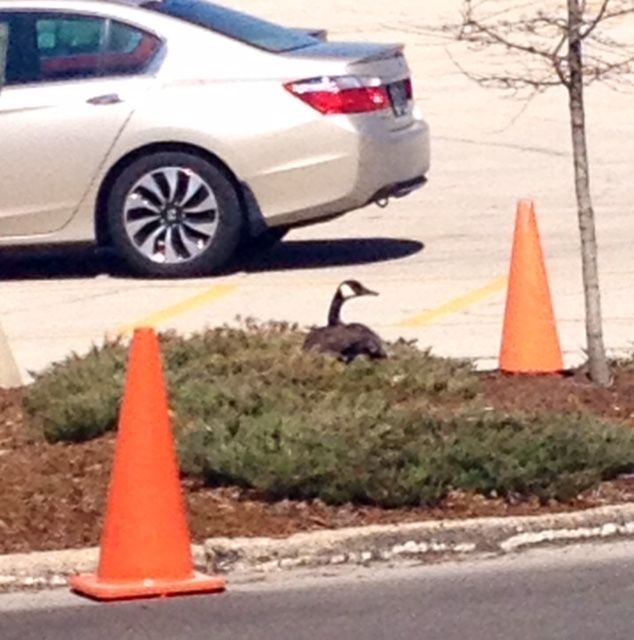 goose at von maur