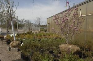 Beautiful Flowering Shrubs