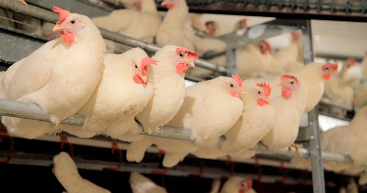 Why cage-free eggs are becoming norm: It’s what people want | Food and Cooking