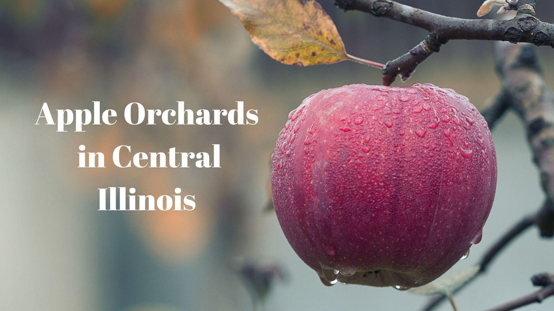 Fallin For You Apple Orchards In Central Illinois Go Pantagraph Com