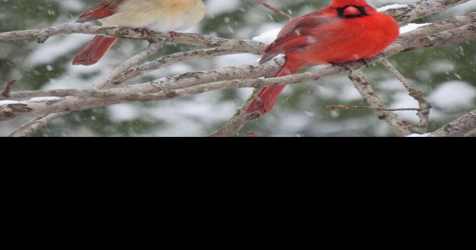 snow cardinals.jpeg