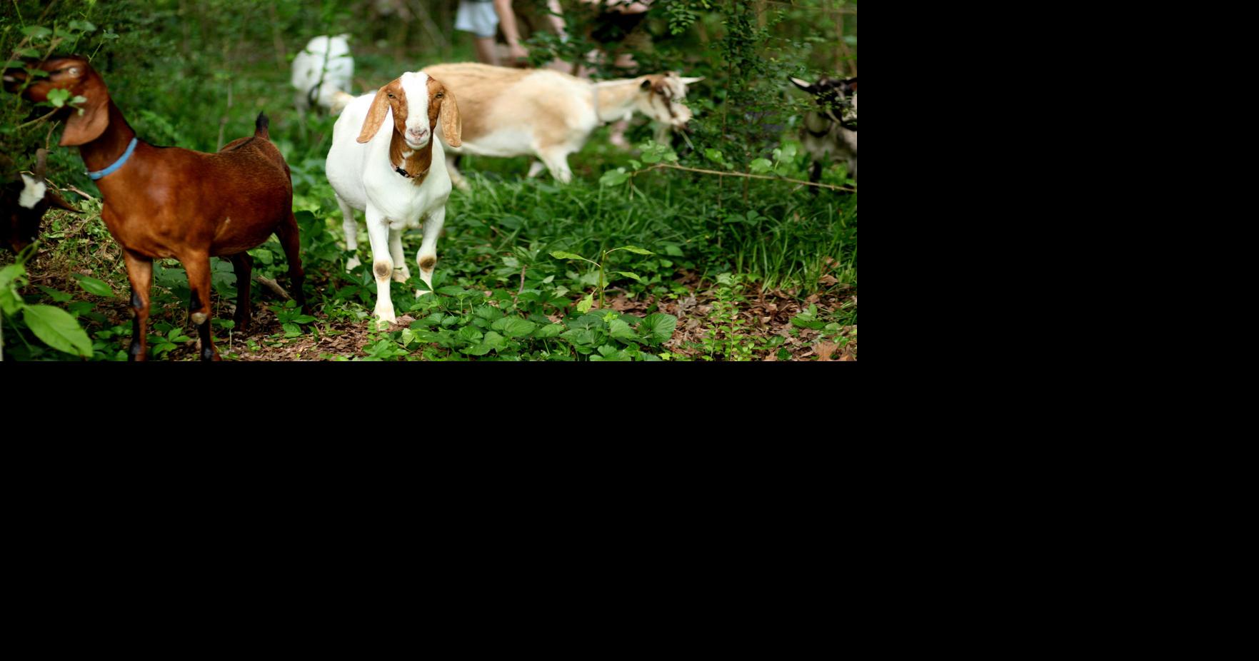 For clearing underbrush, get your goat