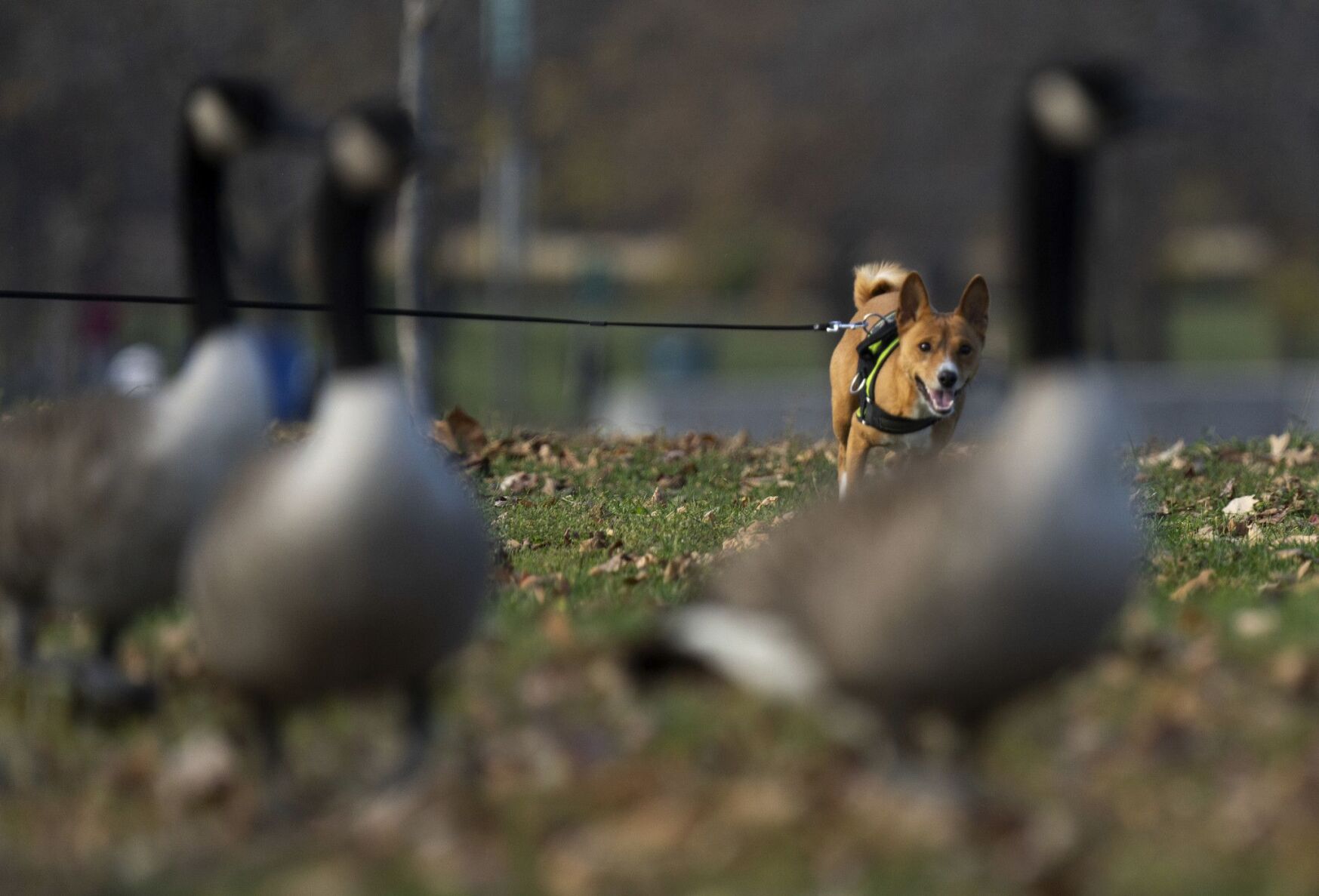 More Canada geese wintering in urban suburban Illinois