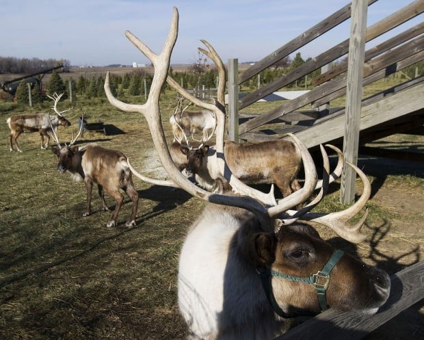 SPOTLIGHT: 3 calves born at Rantoul reindeer ranch